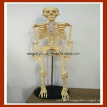 85cm Human Anatomy Skeleton Model for Education